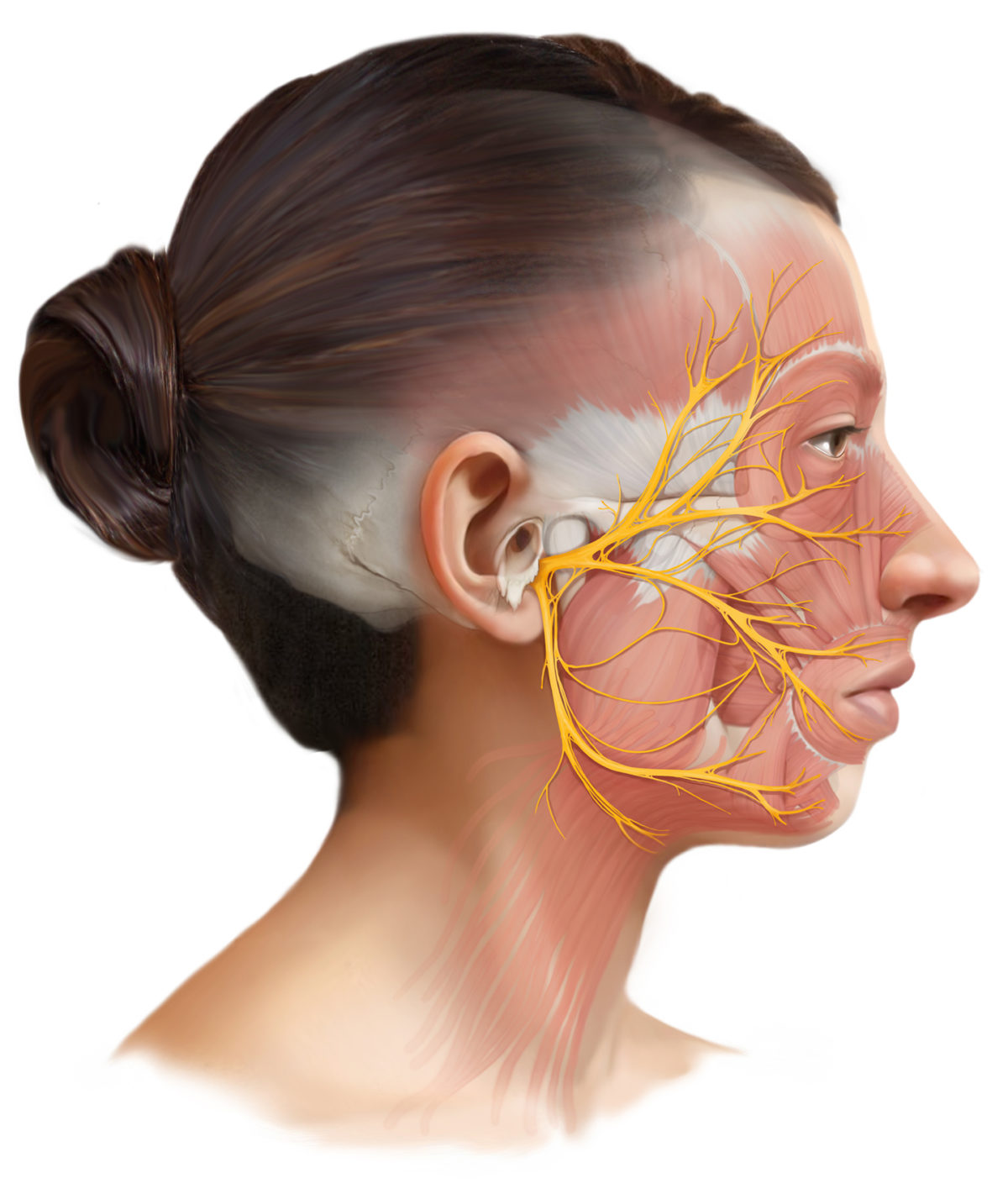 Анатомическая схема лицевого нерва